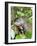 A curious adult giant river otter (Pteronura brasiliensis), on the Rio Nego, Mato Grosso, Pantanal-Michael Nolan-Framed Photographic Print