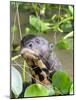 A curious adult giant river otter (Pteronura brasiliensis), on the Rio Nego, Mato Grosso, Pantanal-Michael Nolan-Mounted Photographic Print