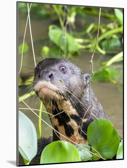 A curious adult giant river otter (Pteronura brasiliensis), on the Rio Nego, Mato Grosso, Pantanal-Michael Nolan-Mounted Photographic Print