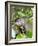 A curious adult giant river otter (Pteronura brasiliensis), on the Rio Nego, Mato Grosso, Pantanal-Michael Nolan-Framed Photographic Print