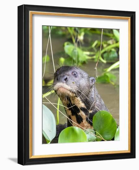 A curious adult giant river otter (Pteronura brasiliensis), on the Rio Nego, Mato Grosso, Pantanal-Michael Nolan-Framed Photographic Print