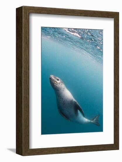 A curious adult leopard seal (Hydrurga leptonyx), underwater near Coronation Island, Antarctica-Michael Nolan-Framed Photographic Print