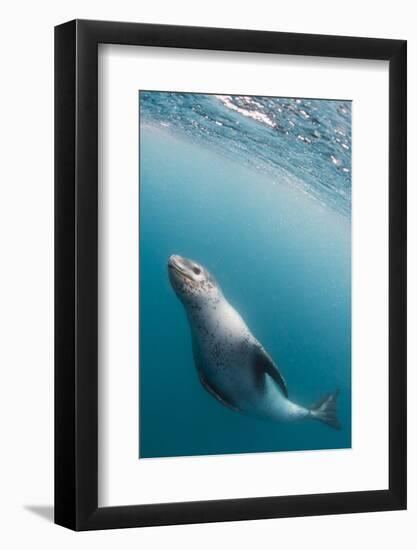 A curious adult leopard seal (Hydrurga leptonyx), underwater near Coronation Island, Antarctica-Michael Nolan-Framed Photographic Print