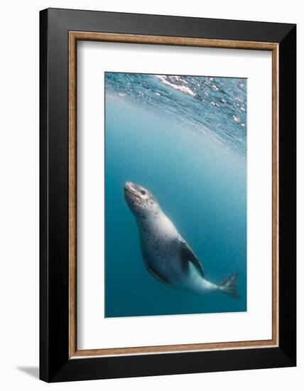 A curious adult leopard seal (Hydrurga leptonyx), underwater near Coronation Island, Antarctica-Michael Nolan-Framed Photographic Print