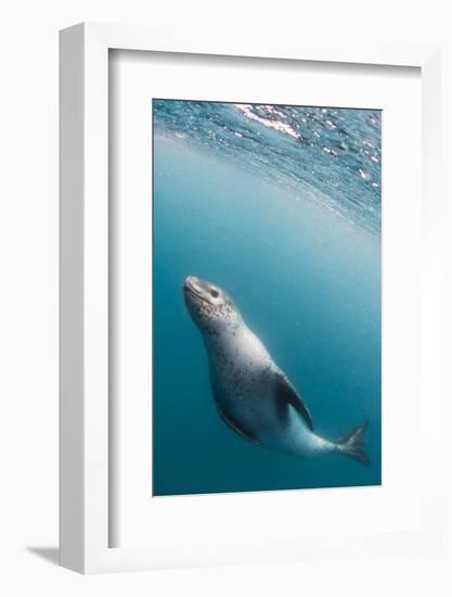 A curious adult leopard seal (Hydrurga leptonyx), underwater near Coronation Island, Antarctica-Michael Nolan-Framed Photographic Print