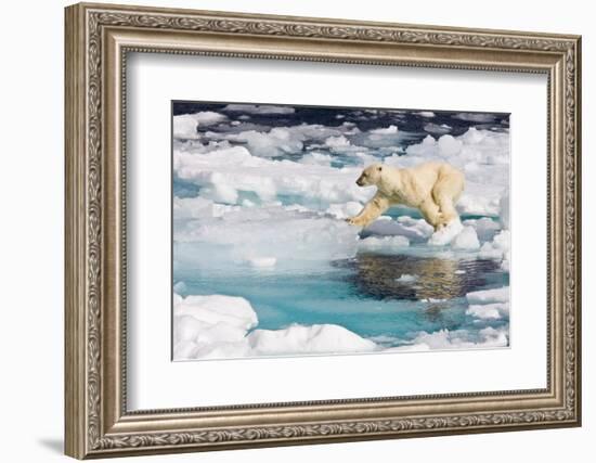 A curious adult polar bear (Ursus maritimus) approaches the National Geographic Explorer-Michael Nolan-Framed Photographic Print