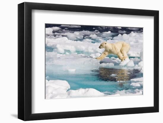 A curious adult polar bear (Ursus maritimus) approaches the National Geographic Explorer-Michael Nolan-Framed Photographic Print