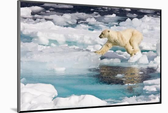 A curious adult polar bear (Ursus maritimus) approaches the National Geographic Explorer-Michael Nolan-Mounted Photographic Print