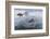 A Curious Antarctic Minke Whale (Balaenoptera Bonaerensis) Approaches the Zodiac in Neko Harbor-Michael Nolan-Framed Photographic Print