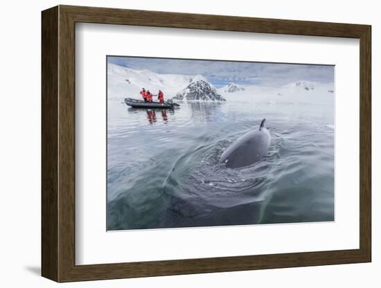 A Curious Antarctic Minke Whale (Balaenoptera Bonaerensis) Approaches the Zodiac in Neko Harbor-Michael Nolan-Framed Photographic Print