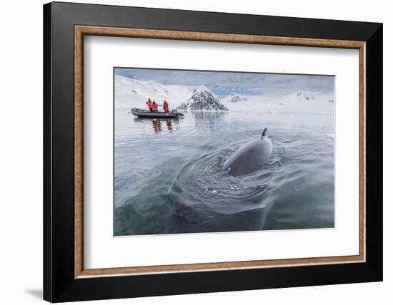 A Curious Antarctic Minke Whale (Balaenoptera Bonaerensis) Approaches the Zodiac in Neko Harbor-Michael Nolan-Framed Photographic Print