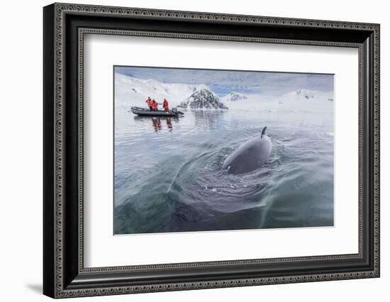 A Curious Antarctic Minke Whale (Balaenoptera Bonaerensis) Approaches the Zodiac in Neko Harbor-Michael Nolan-Framed Photographic Print