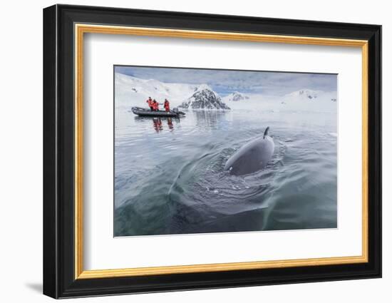 A Curious Antarctic Minke Whale (Balaenoptera Bonaerensis) Approaches the Zodiac in Neko Harbor-Michael Nolan-Framed Photographic Print