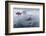 A Curious Antarctic Minke Whale (Balaenoptera Bonaerensis) Approaches the Zodiac in Neko Harbor-Michael Nolan-Framed Photographic Print