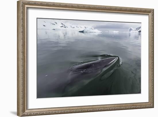 A Curious Antarctic Minke Whale (Balaenoptera Bonaerensis)-Michael Nolan-Framed Photographic Print