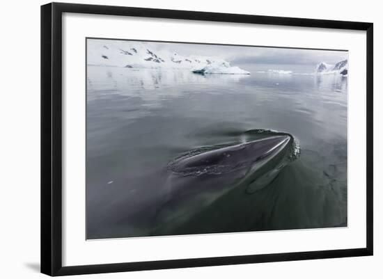 A Curious Antarctic Minke Whale (Balaenoptera Bonaerensis)-Michael Nolan-Framed Photographic Print