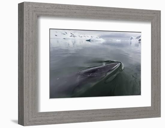 A Curious Antarctic Minke Whale (Balaenoptera Bonaerensis)-Michael Nolan-Framed Photographic Print