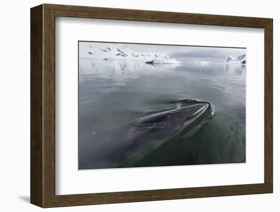 A Curious Antarctic Minke Whale (Balaenoptera Bonaerensis)-Michael Nolan-Framed Photographic Print