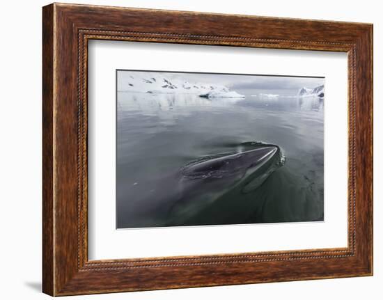 A Curious Antarctic Minke Whale (Balaenoptera Bonaerensis)-Michael Nolan-Framed Photographic Print