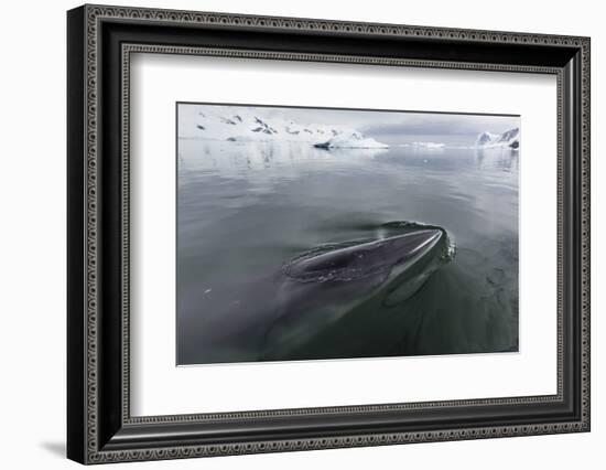 A Curious Antarctic Minke Whale (Balaenoptera Bonaerensis)-Michael Nolan-Framed Photographic Print