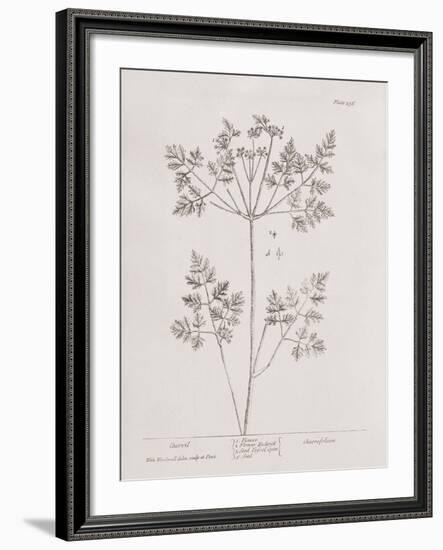 A Curious Herbal -  Chervil-Elizabeth Blackwell-Framed Art Print