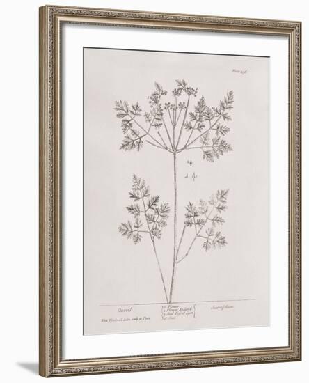 A Curious Herbal -  Chervil-Elizabeth Blackwell-Framed Art Print