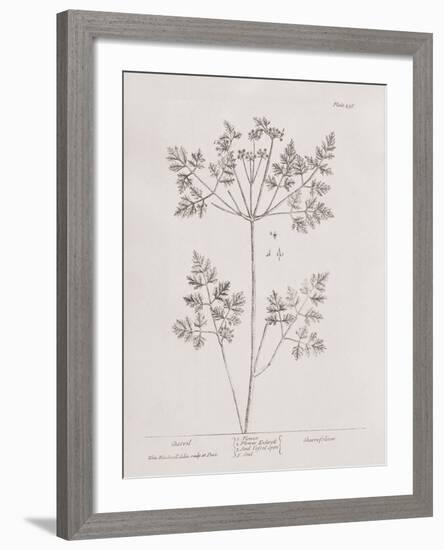 A Curious Herbal -  Chervil-Elizabeth Blackwell-Framed Art Print