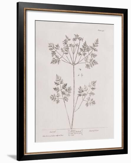 A Curious Herbal -  Chervil-Elizabeth Blackwell-Framed Art Print