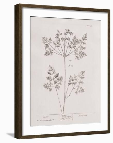 A Curious Herbal -  Chervil-Elizabeth Blackwell-Framed Art Print