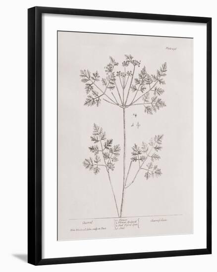 A Curious Herbal -  Chervil-Elizabeth Blackwell-Framed Art Print