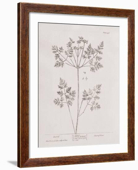 A Curious Herbal -  Chervil-Elizabeth Blackwell-Framed Art Print