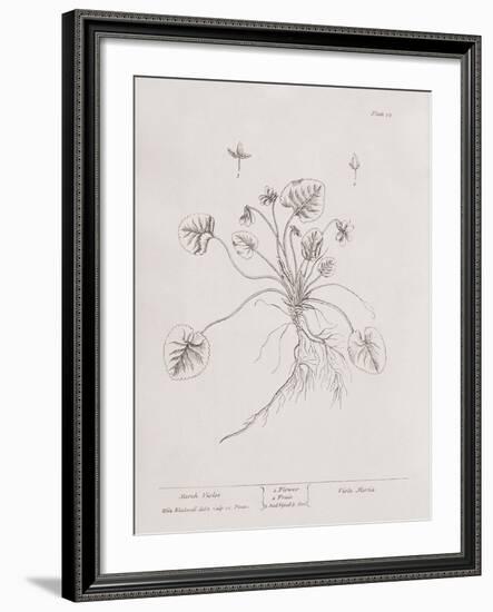 A Curious Herbal - March Violet-Elizabeth Blackwell-Framed Art Print