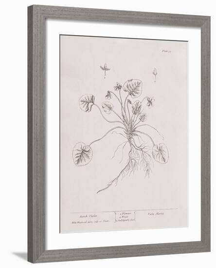 A Curious Herbal - March Violet-Elizabeth Blackwell-Framed Art Print