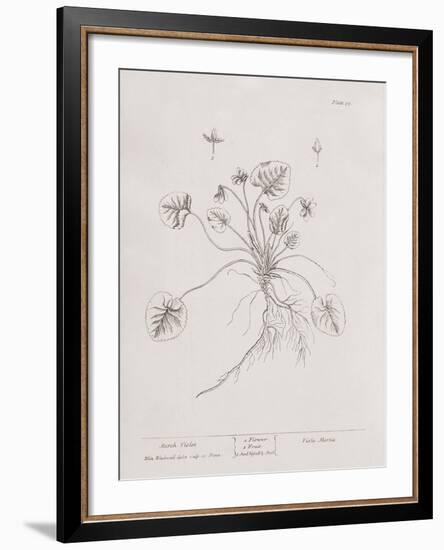 A Curious Herbal - March Violet-Elizabeth Blackwell-Framed Art Print