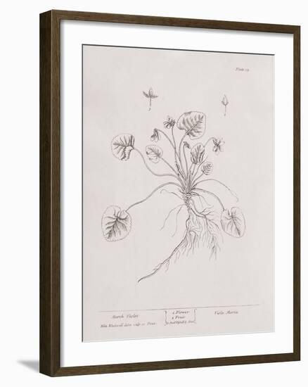 A Curious Herbal - March Violet-Elizabeth Blackwell-Framed Art Print