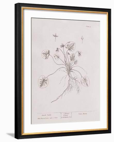 A Curious Herbal - March Violet-Elizabeth Blackwell-Framed Art Print