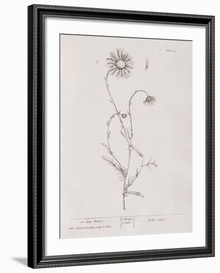 A Curious Herbal - Ox Eye Daisy-Elizabeth Blackwell-Framed Art Print