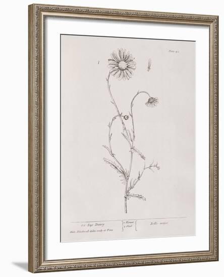 A Curious Herbal - Ox Eye Daisy-Elizabeth Blackwell-Framed Art Print