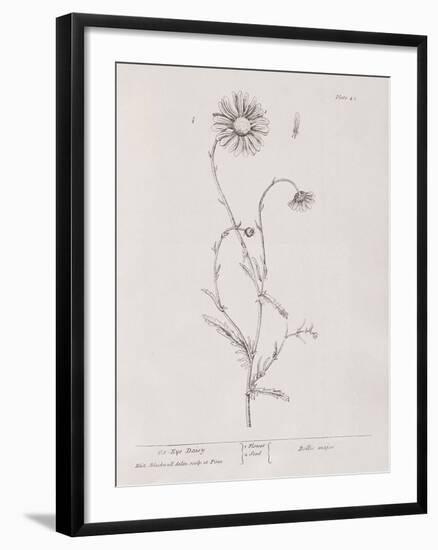 A Curious Herbal - Ox Eye Daisy-Elizabeth Blackwell-Framed Art Print