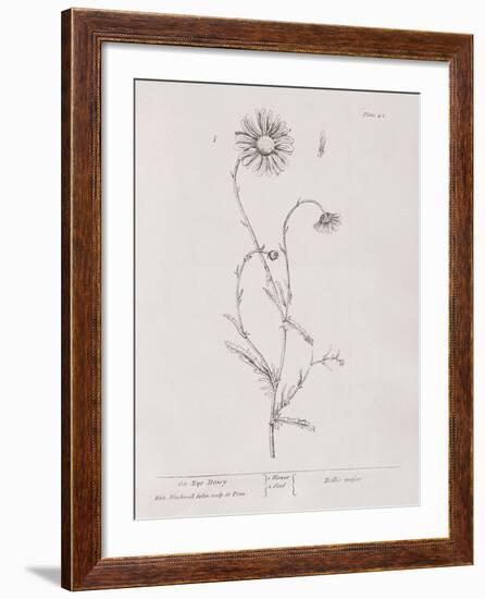 A Curious Herbal - Ox Eye Daisy-Elizabeth Blackwell-Framed Art Print