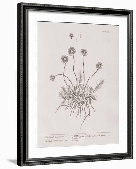 A Curious Herbal - Wild Daisy-Elizabeth Blackwell-Framed Art Print