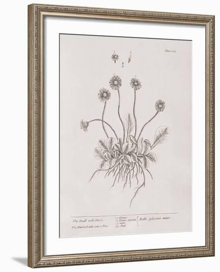 A Curious Herbal - Wild Daisy-Elizabeth Blackwell-Framed Art Print