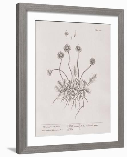 A Curious Herbal - Wild Daisy-Elizabeth Blackwell-Framed Art Print