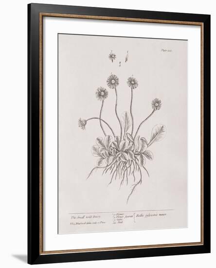 A Curious Herbal - Wild Daisy-Elizabeth Blackwell-Framed Art Print