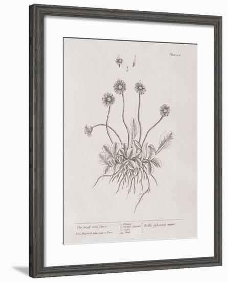 A Curious Herbal - Wild Daisy-Elizabeth Blackwell-Framed Art Print