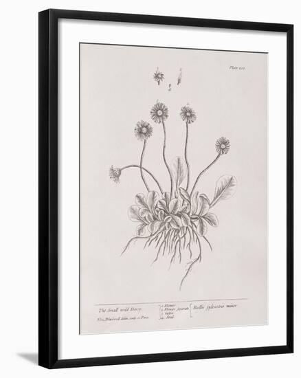 A Curious Herbal - Wild Daisy-Elizabeth Blackwell-Framed Art Print