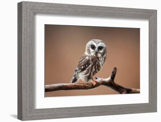 A Curious Saw-Whet Owl-null-Framed Art Print