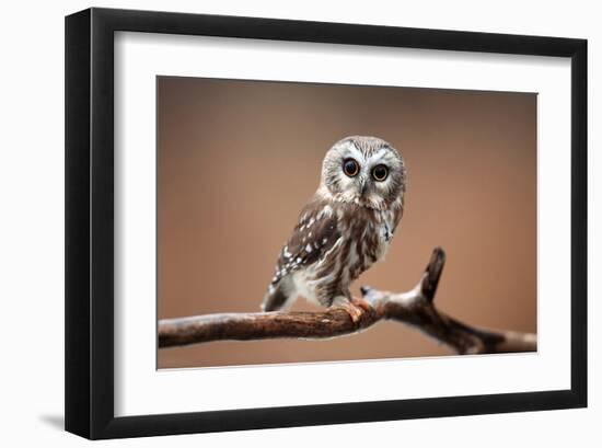 A Curious Saw-Whet Owl-null-Framed Art Print