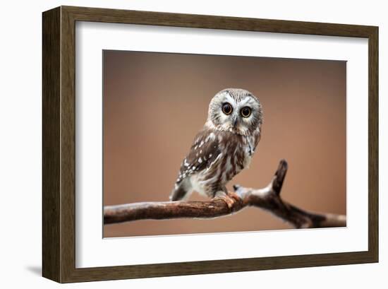 A Curious Saw-Whet Owl-null-Framed Art Print