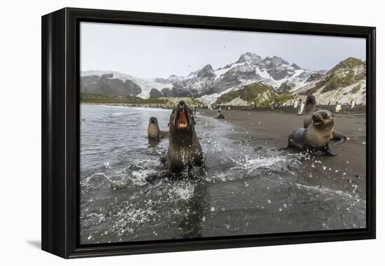 A Curious Young Antarctic Fur Seal (Arctocephalus Gazella), South Georgia, Polar Regions-Michael Nolan-Framed Premier Image Canvas